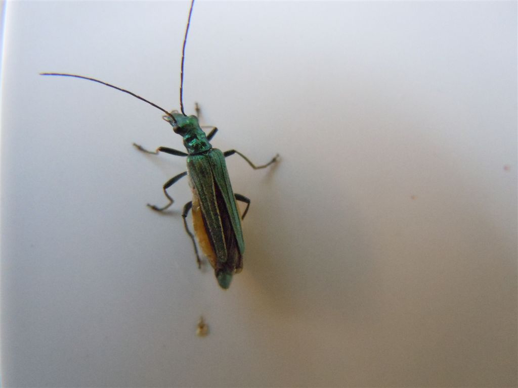 Oedemera nobilis?